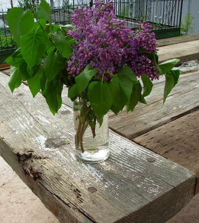 lilacs on old wood